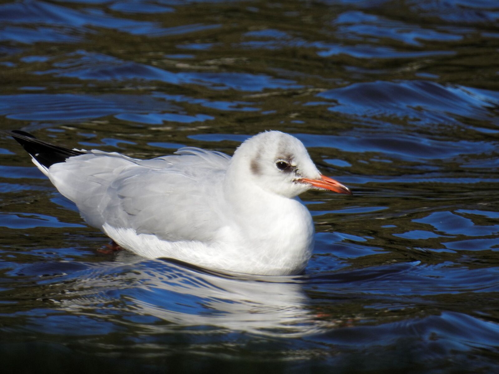 Nikon Coolpix P900 sample photo. Seagull, bird, water bird photography
