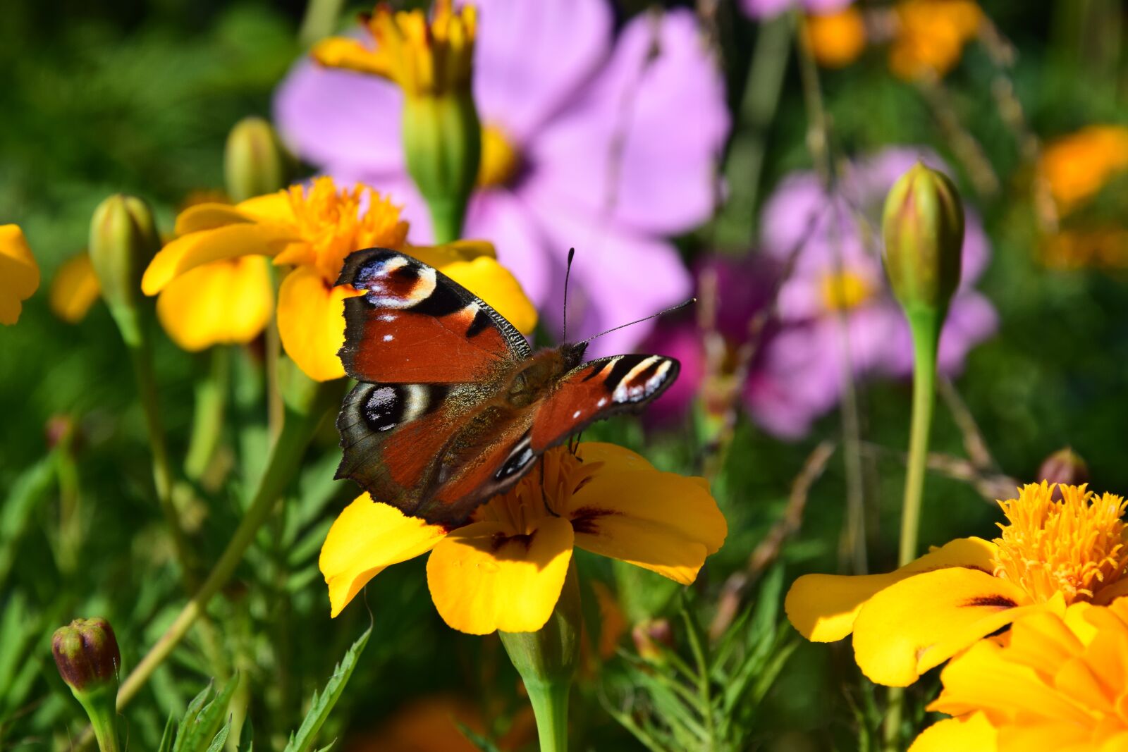 Nikon D5300 sample photo. Yellow flowers, pink flowers photography