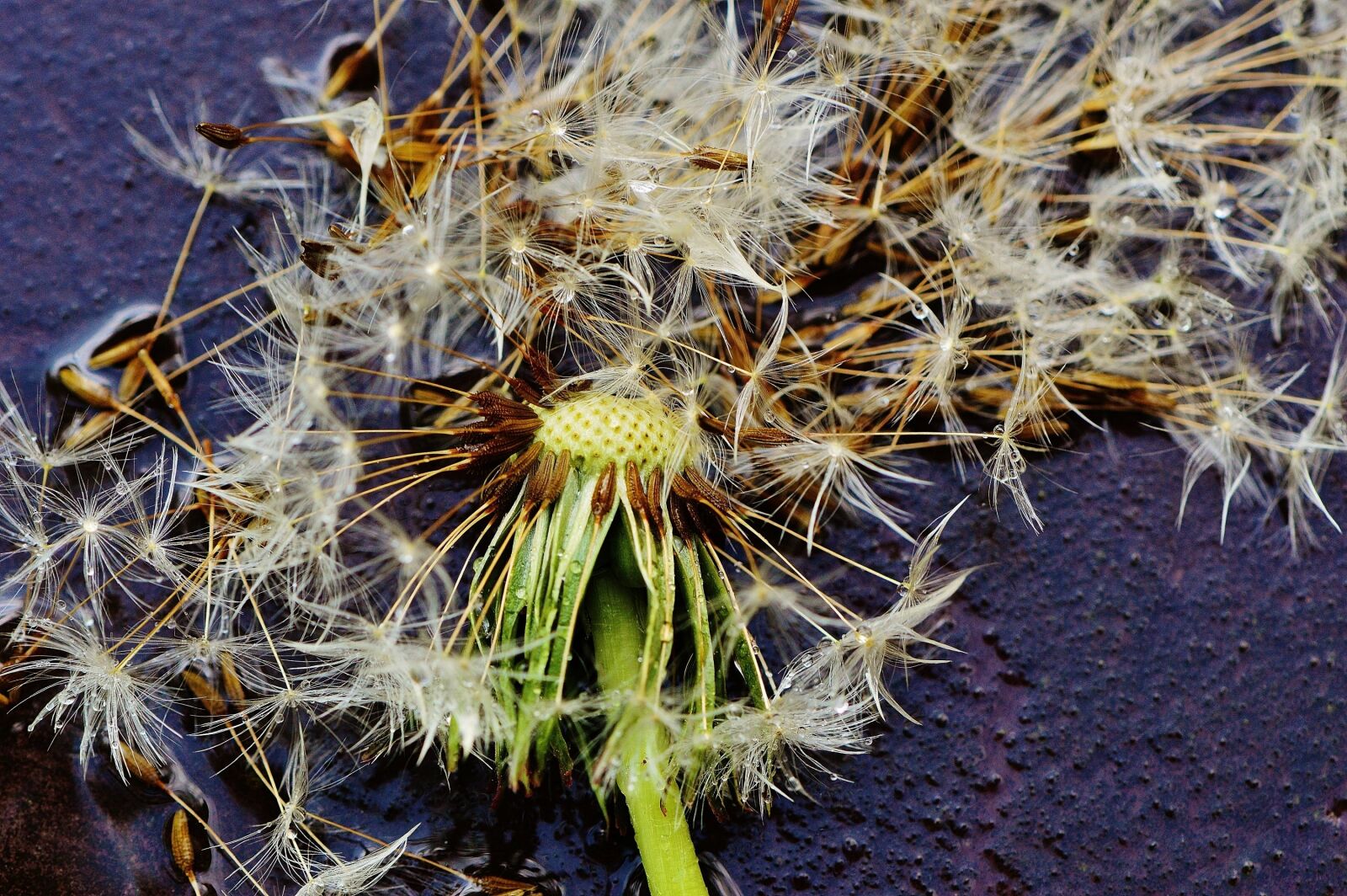 Nikon D3200 sample photo. Dandelion, plant, rain photography
