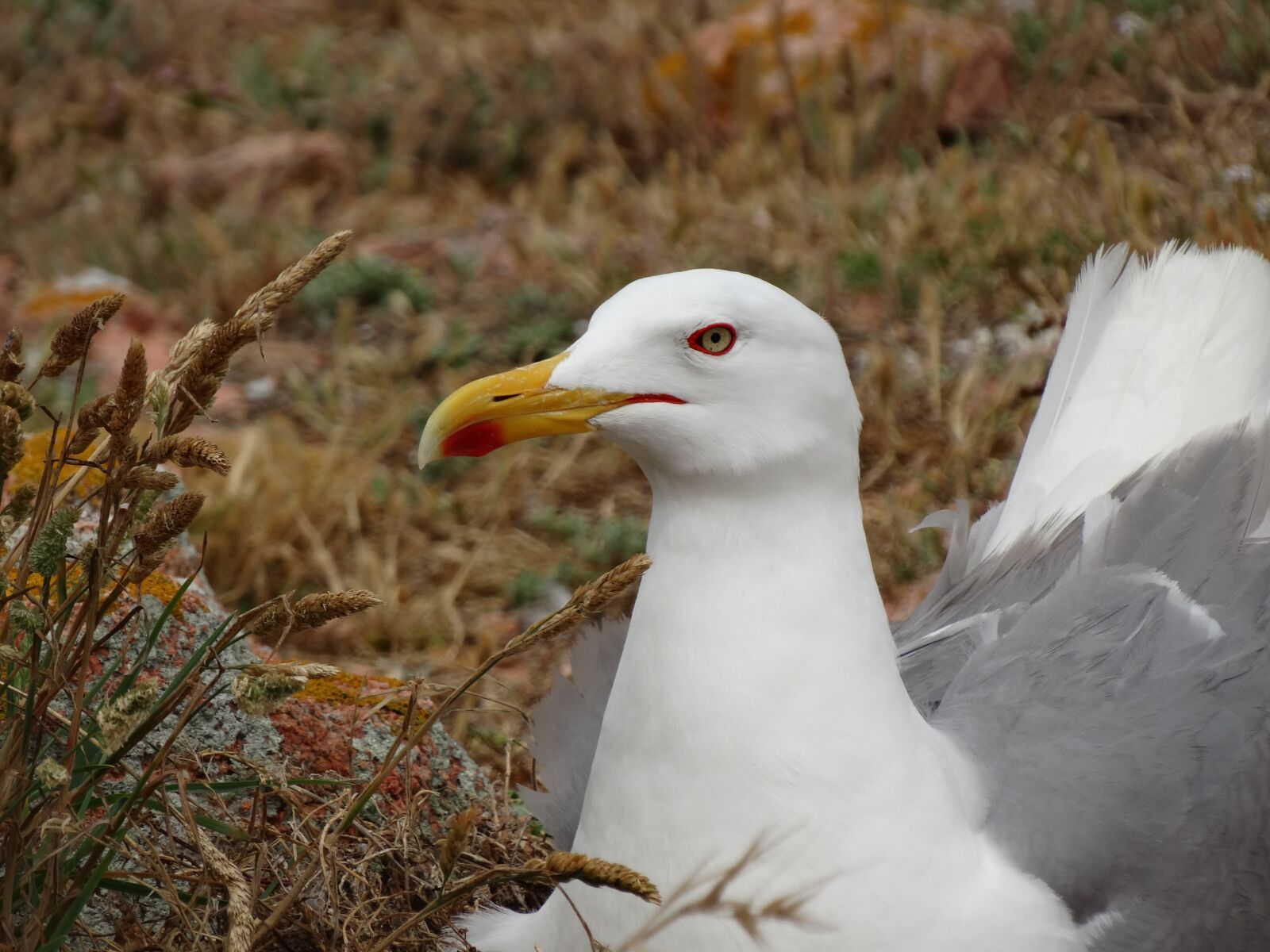 Sony Cyber-shot DSC-HX300 sample photo. Seagull, larus michaellis, portugal photography