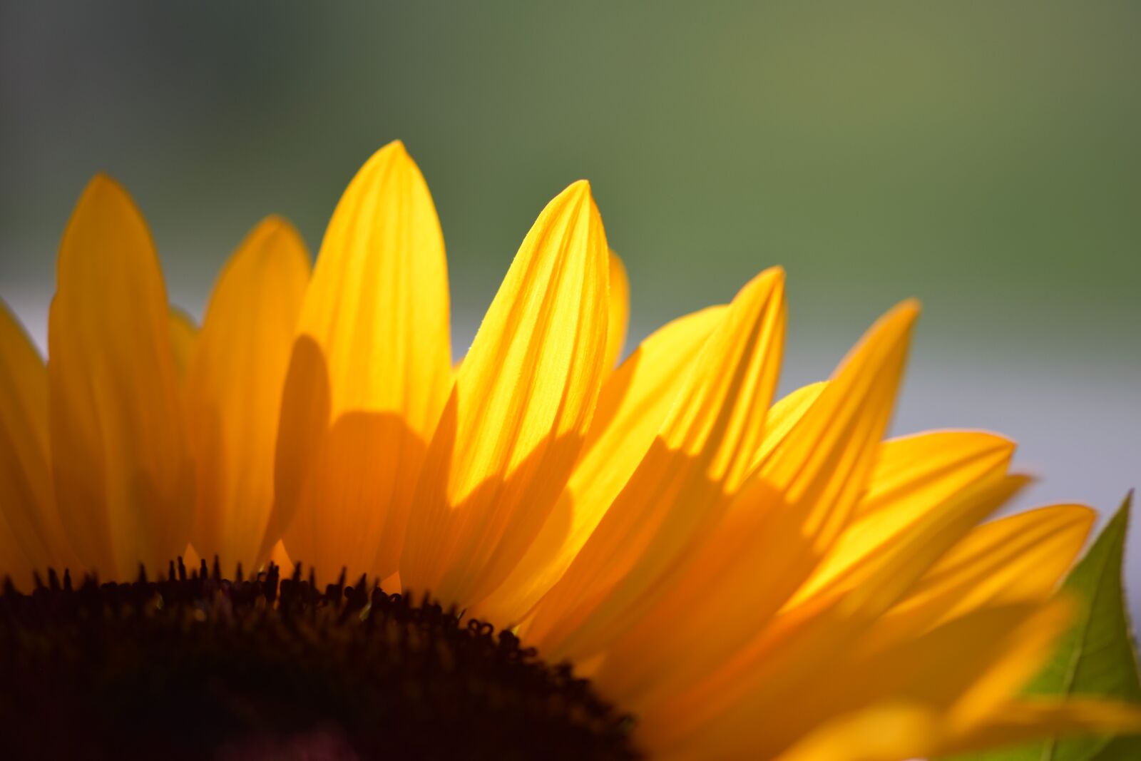 Nikon D5500 sample photo. Sunflower, flower, blossom photography