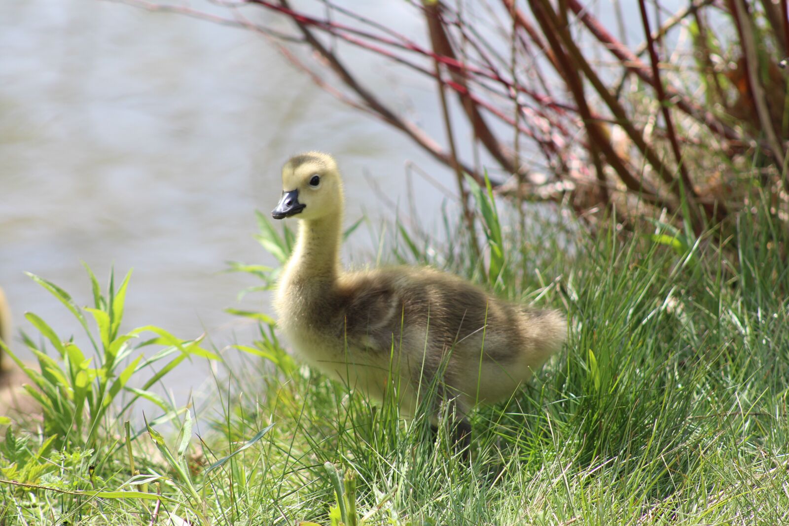 Canon EOS 700D (EOS Rebel T5i / EOS Kiss X7i) + Canon EF 75-300mm f/4-5.6 USM sample photo. Fauna, young, duck photography