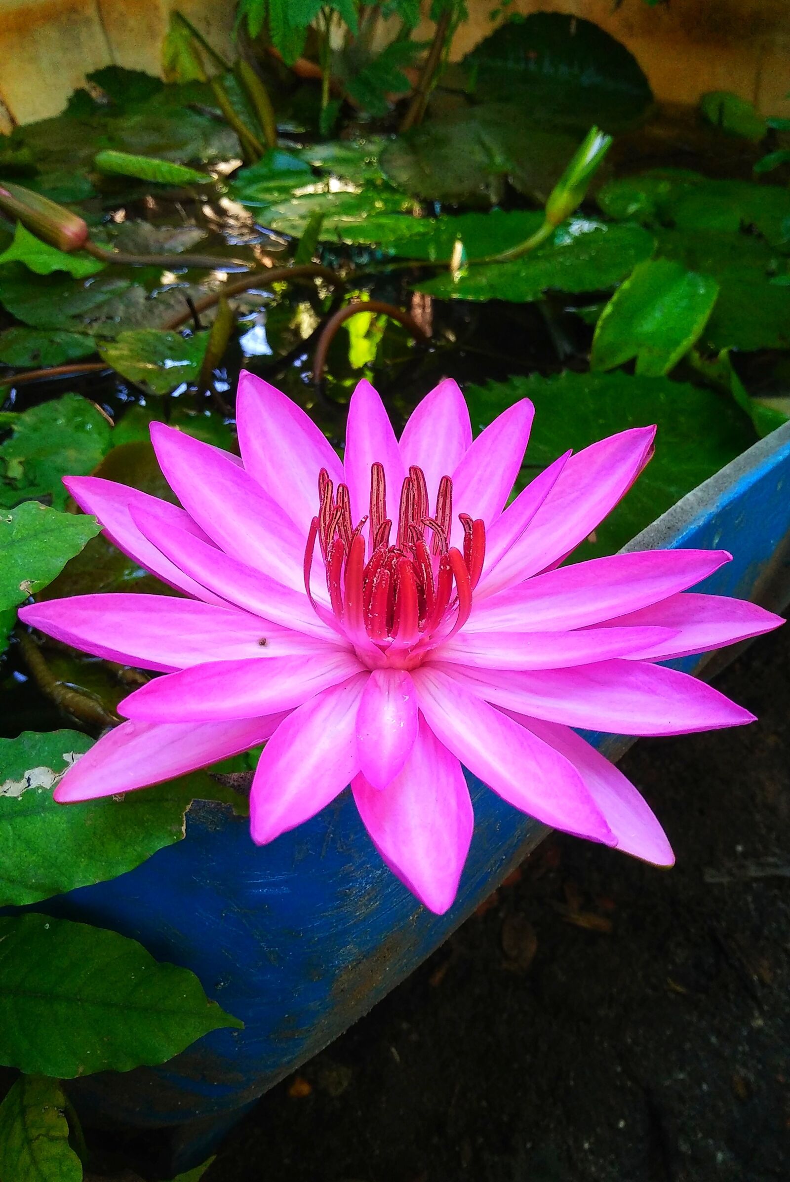 OPPO F1f sample photo. Flower, lily, shower water photography