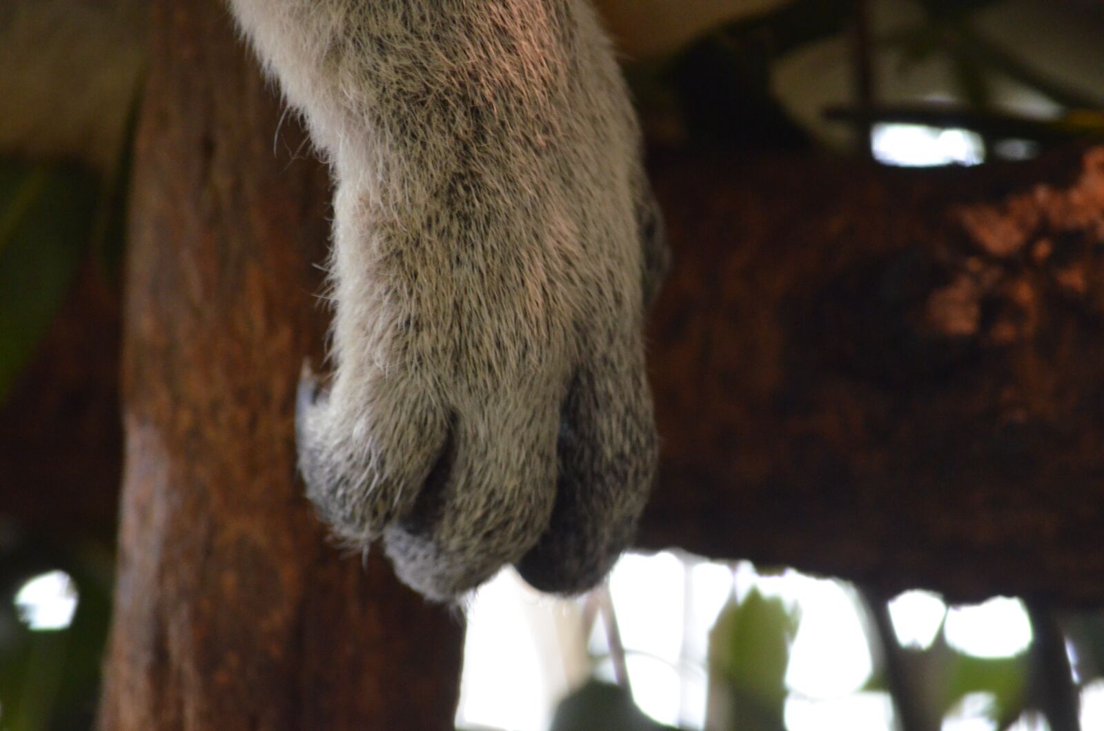 Nikon D5100 sample photo. Koala, australia, brisbane photography