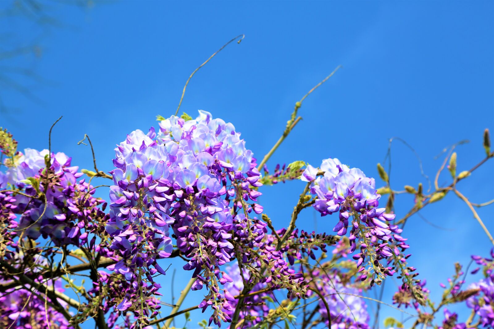 Canon EOS 5D Mark III sample photo. Flower, spring, purple photography