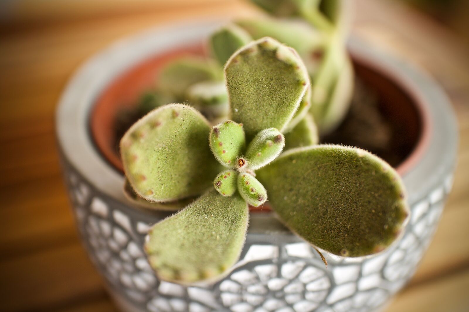 Canon EOS M sample photo. Fat plants, cactus, echeveria photography