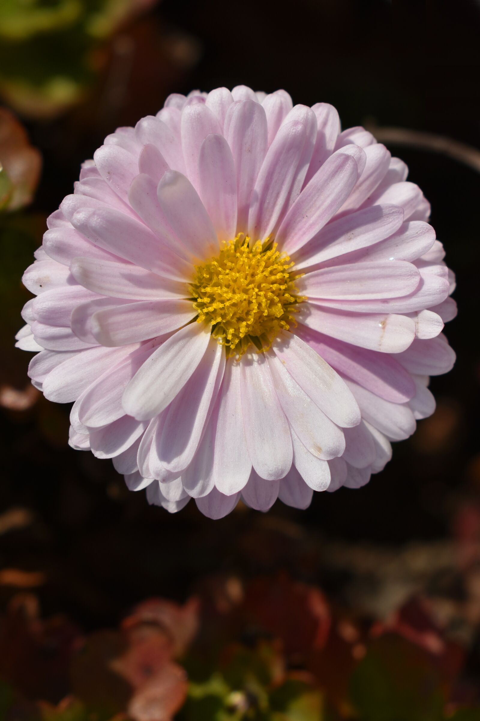 Nikon D3500 sample photo. Flower, garden, nature photography