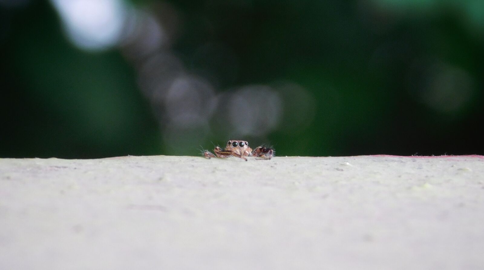 Nikon Coolpix L840 sample photo. Spider, small, insect photography