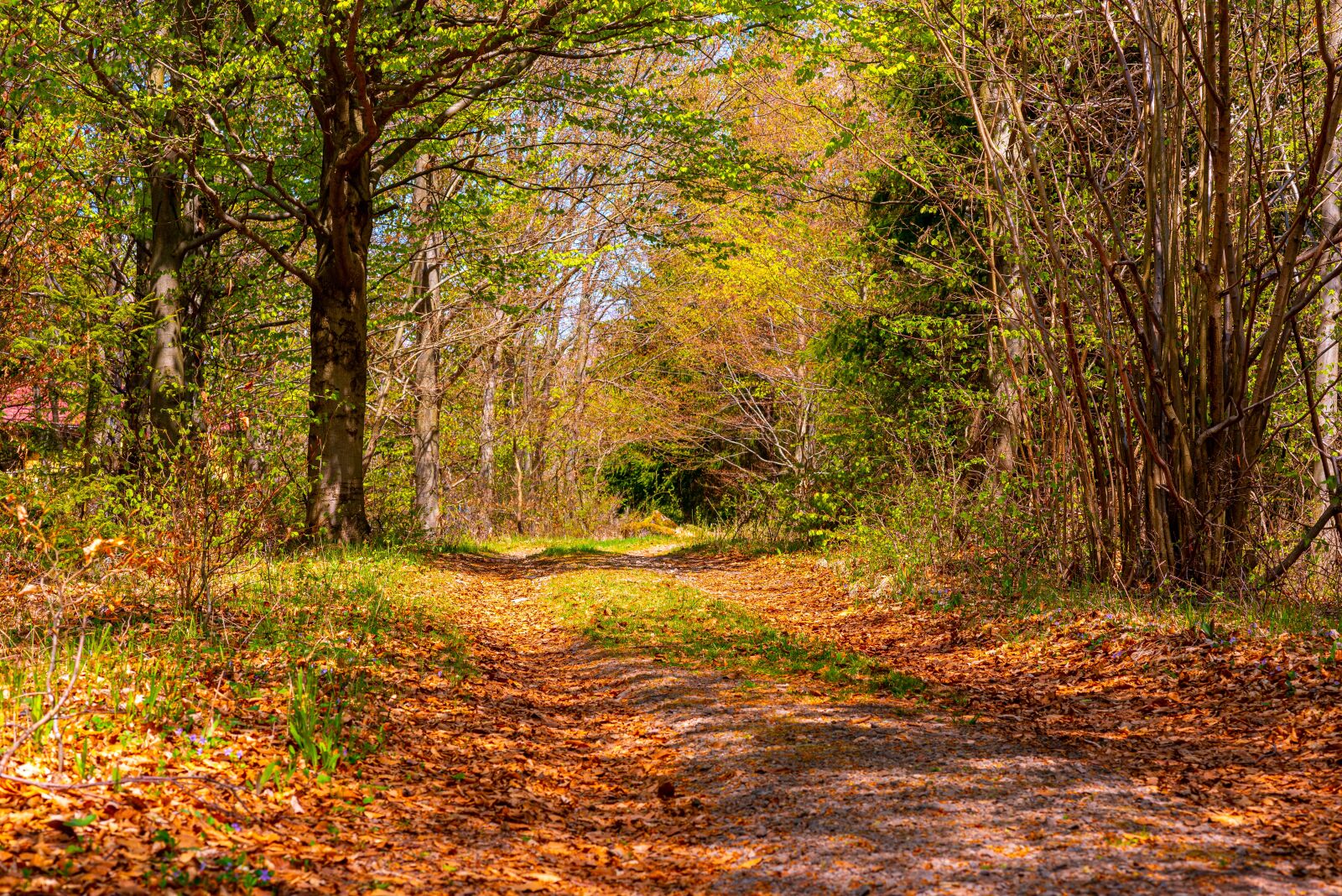 Nikon D750 sample photo. Forest, nature, outdoors photography
