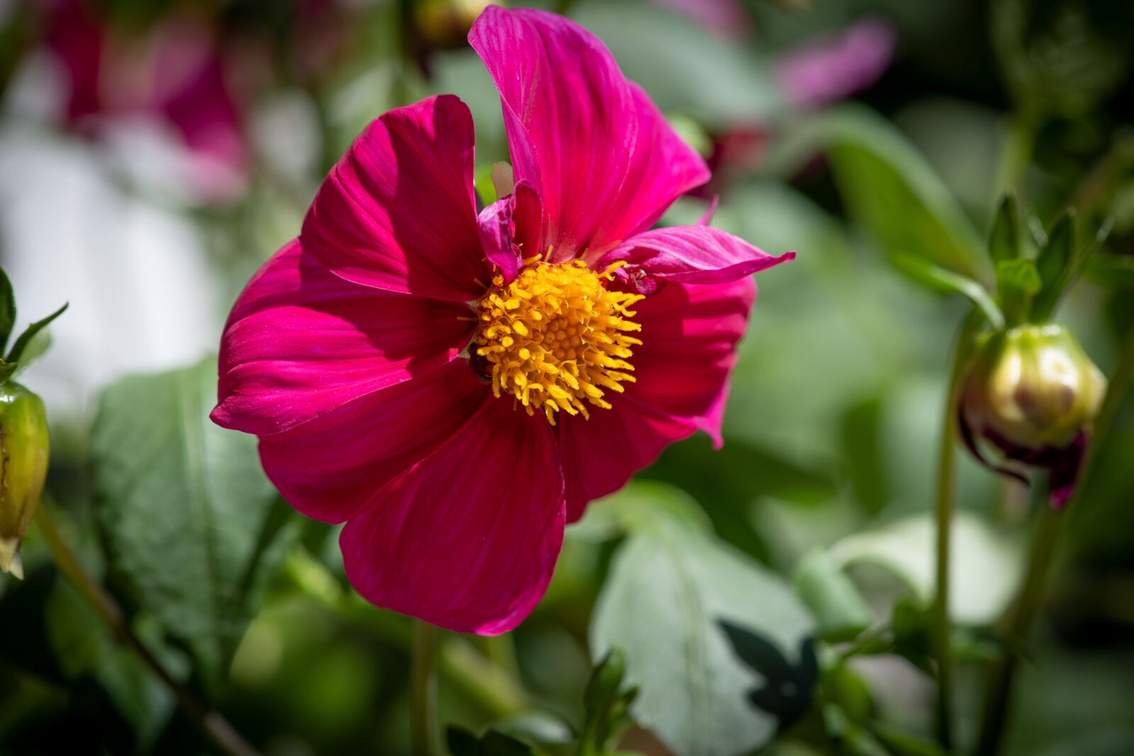Nikon D750 sample photo. Flower, blossom, bloom photography