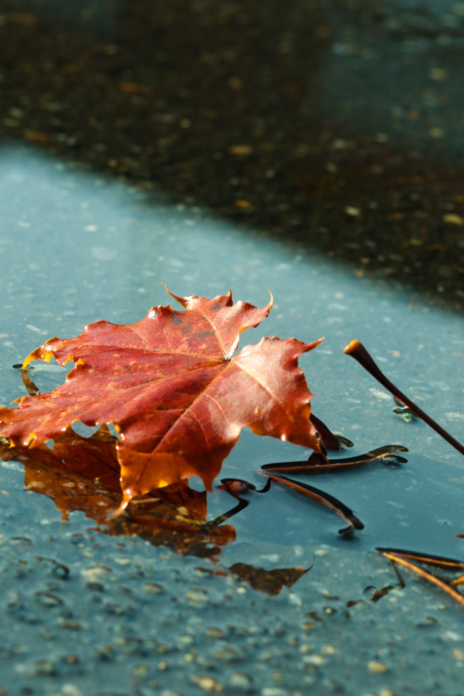 Canon EOS 7D Mark II sample photo. Leaf, autumn, puddle photography