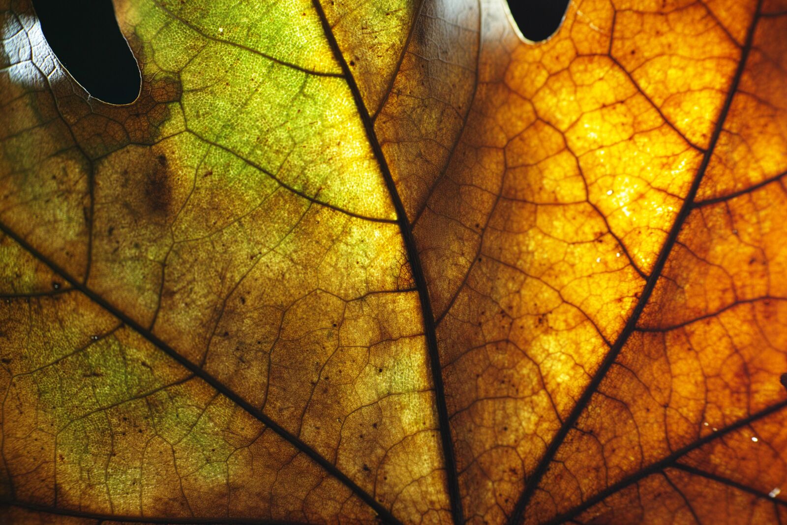 Sigma DP3 Merrill sample photo. Leaves, macro, beautiful photography