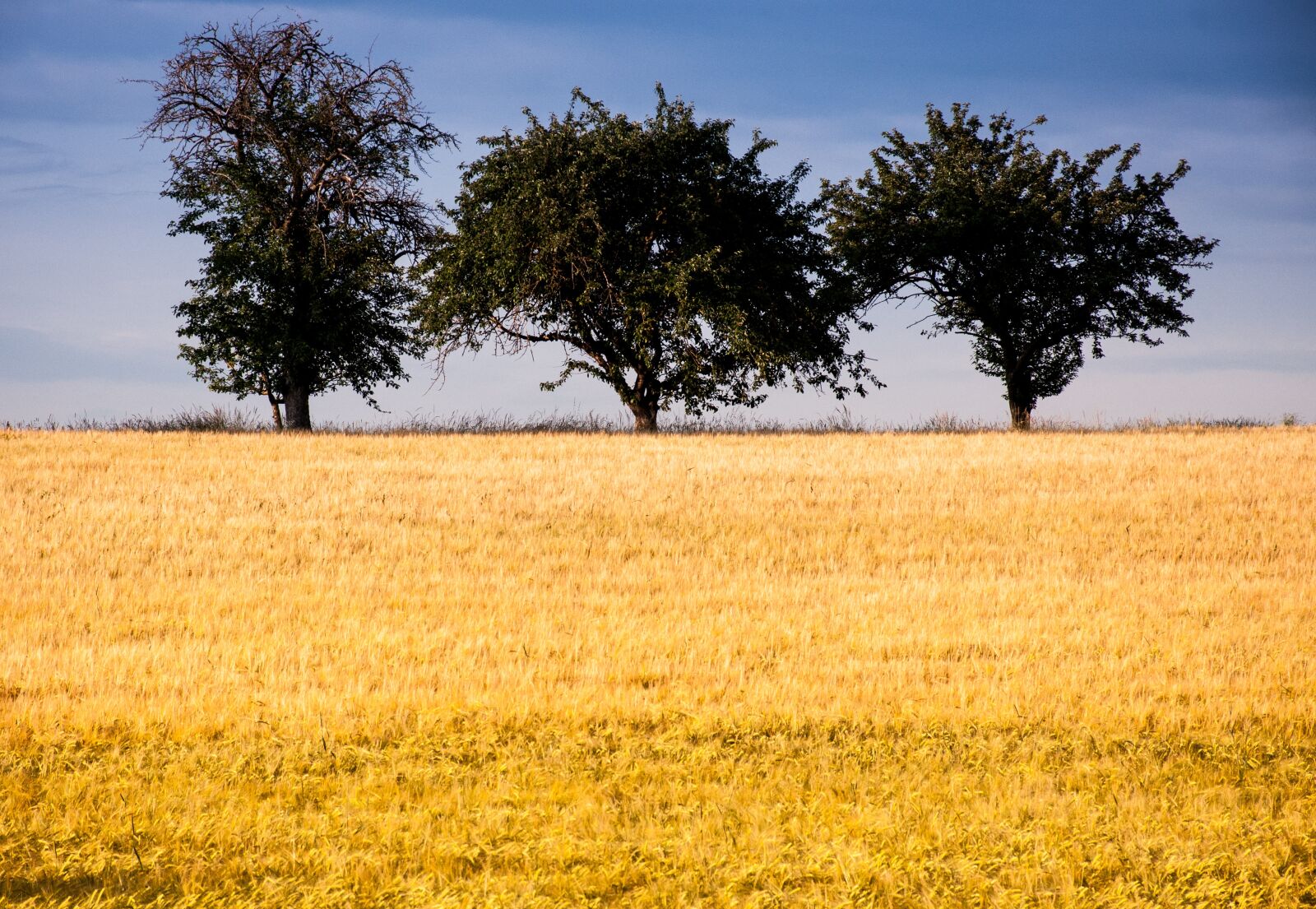 Nikon D90 sample photo. Wheat field, ripe, cereals photography