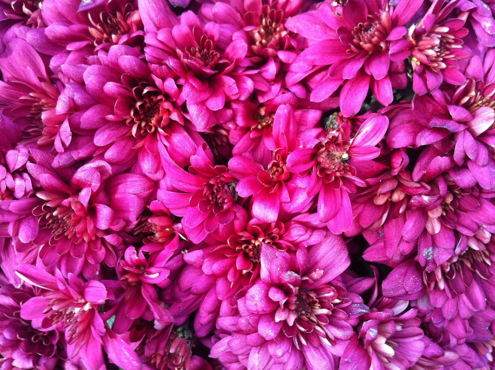 Apple iPhone 4 sample photo. Flowers, pink, details photography