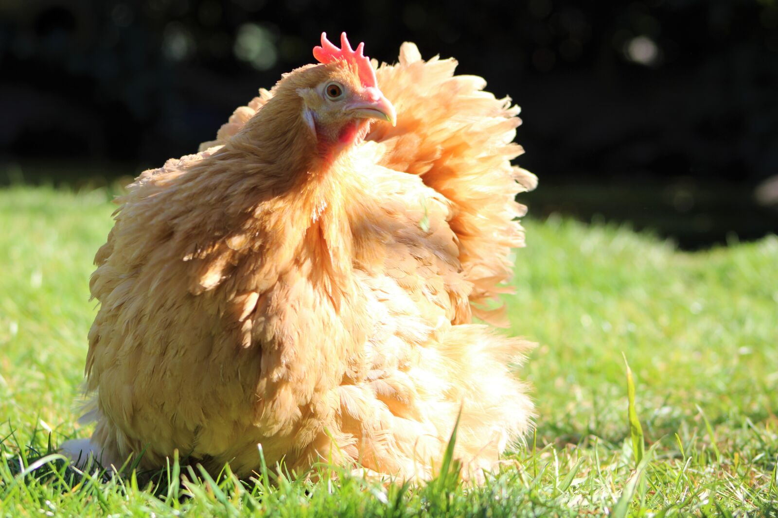 Canon EOS 2000D (EOS Rebel T7 / EOS Kiss X90 / EOS 1500D) sample photo. Chicken, hen, poultry photography