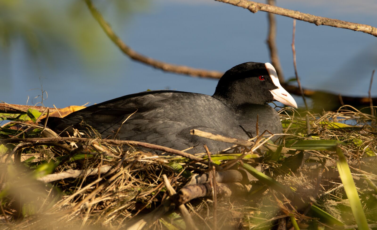 150-600mm F5-6.3 DG OS HSM | Contemporary 015 sample photo. Coot, nest, brood care photography