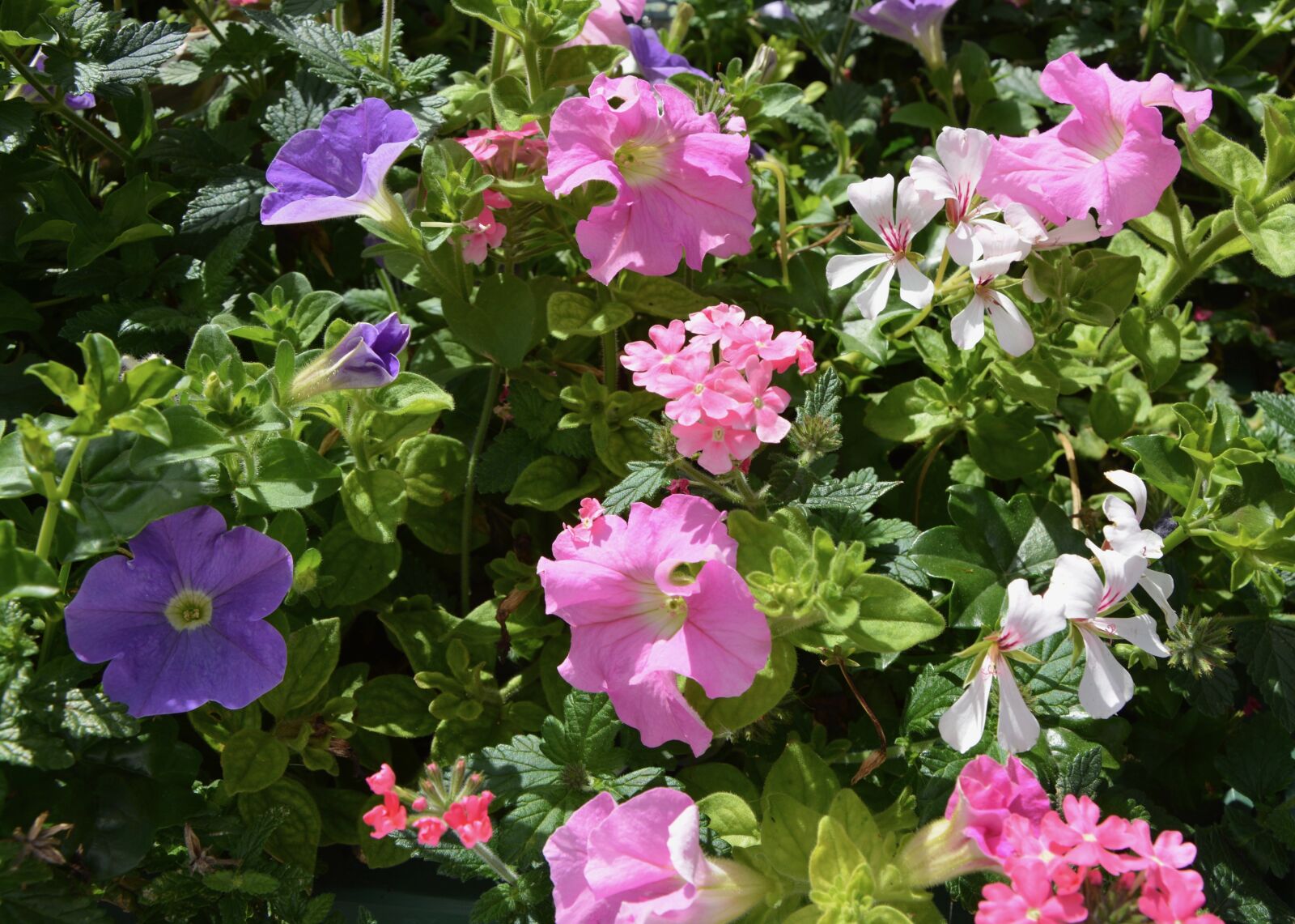 Nikon D5200 sample photo. Flowers, plants, mauve pink photography