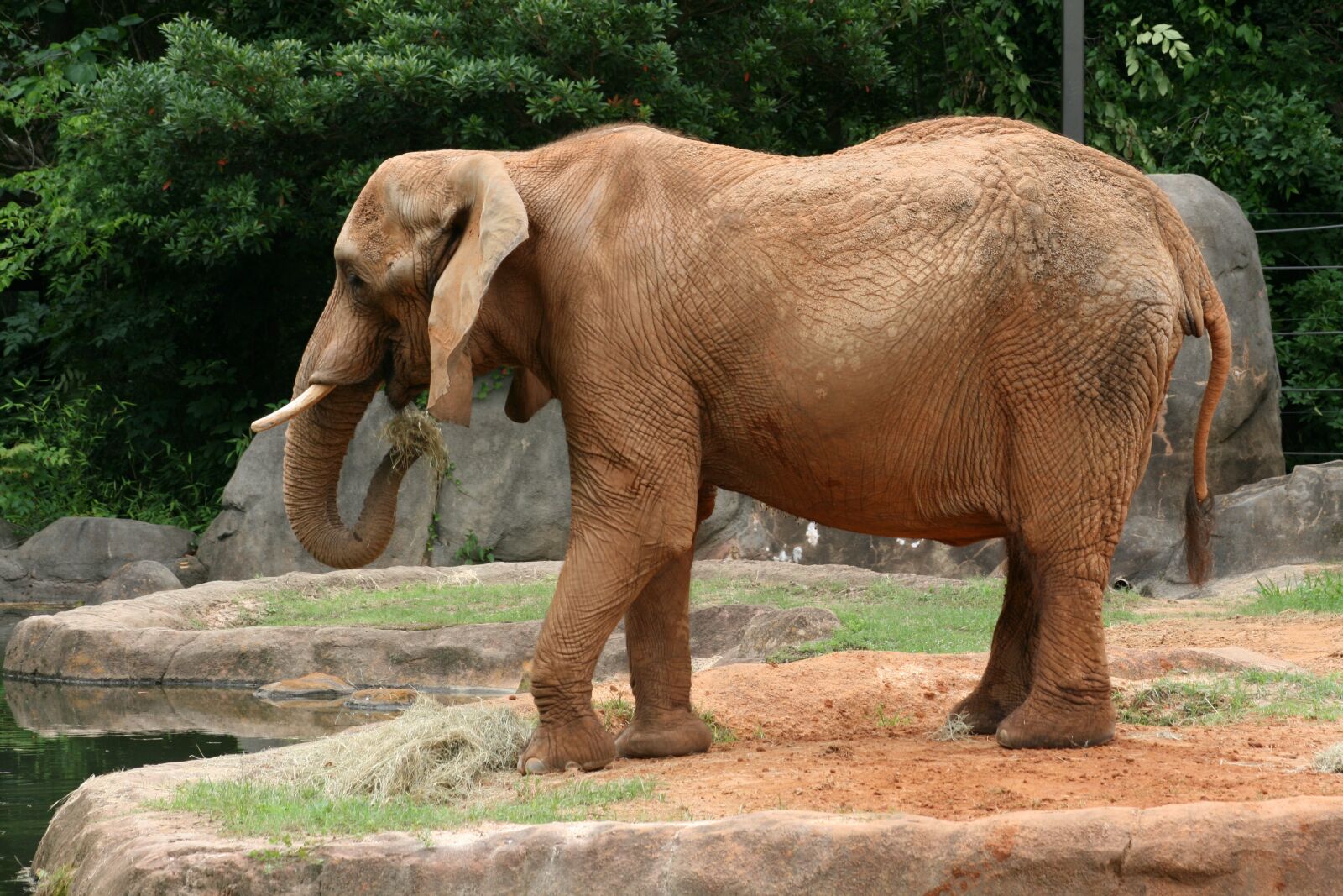 Canon EOS 400D (EOS Digital Rebel XTi / EOS Kiss Digital X) sample photo. Elephant, wild, wildlife photography