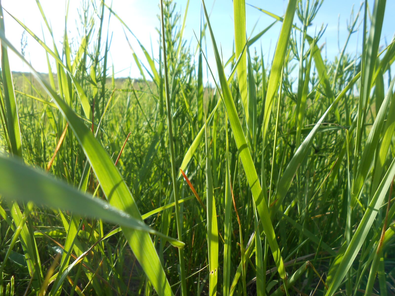 Nikon COOLPIX S2700 sample photo. Grass, summer, green grass photography