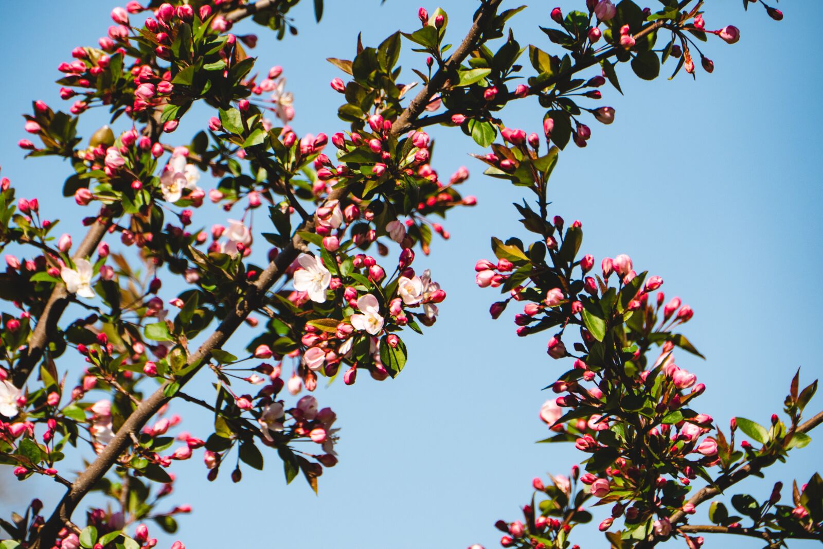 Panasonic Lumix G Vario HD 14-140mm F4-5.8 OIS sample photo. Cherry, tree, branch photography