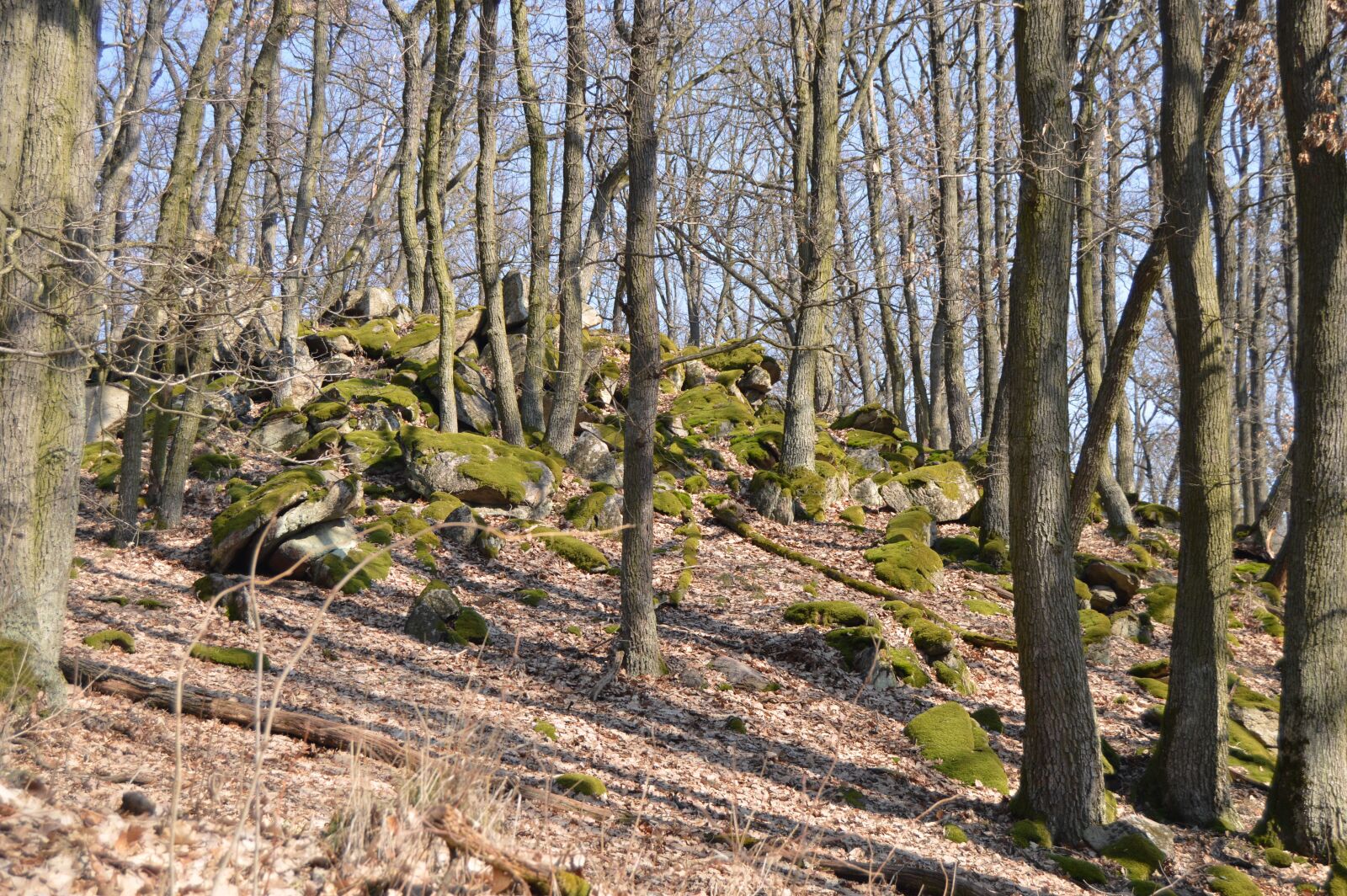 Nikon D3200 sample photo. Trees, forest, magic photography