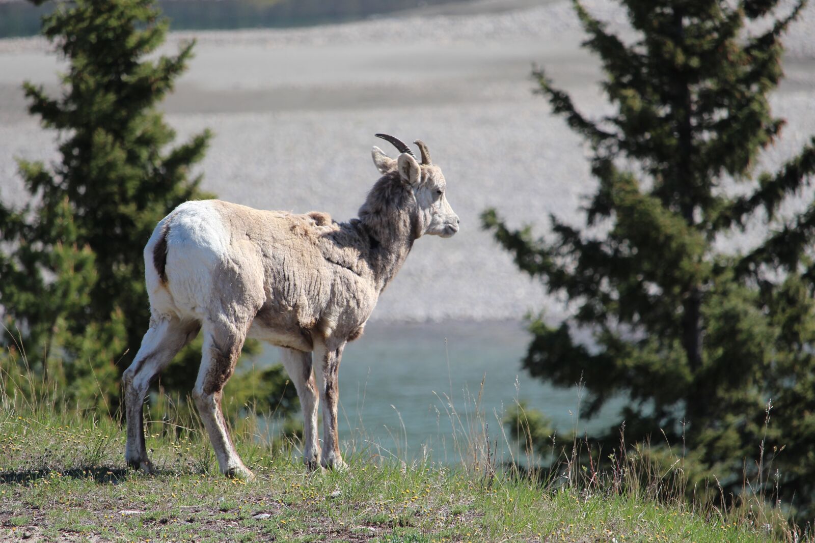 Canon EOS 700D (EOS Rebel T5i / EOS Kiss X7i) sample photo. Goat, mountain goat, canadian photography