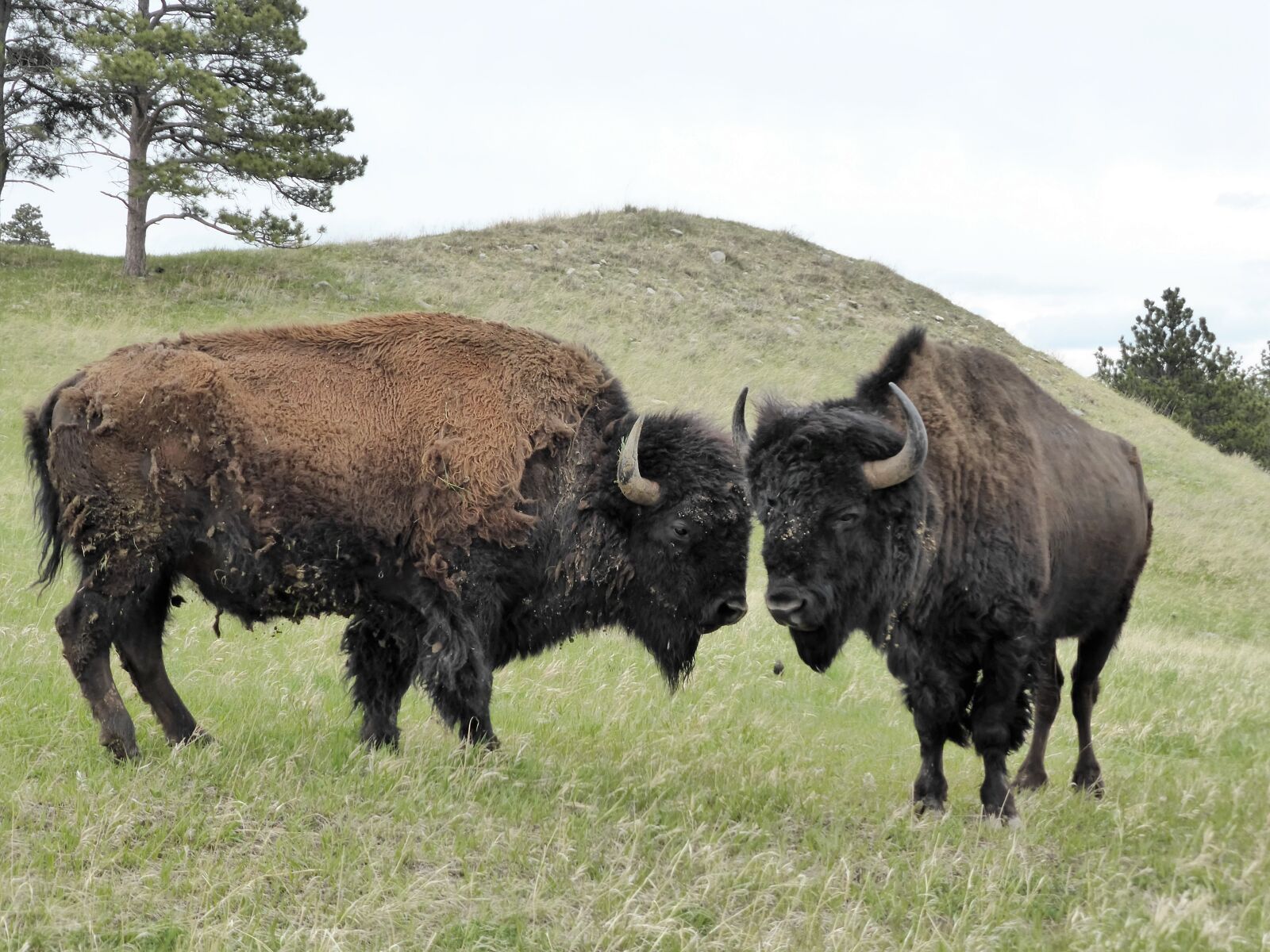 Panasonic Lumix DMC-ZS30 (Lumix DMC-TZ40) sample photo. Bison, america, animal photography