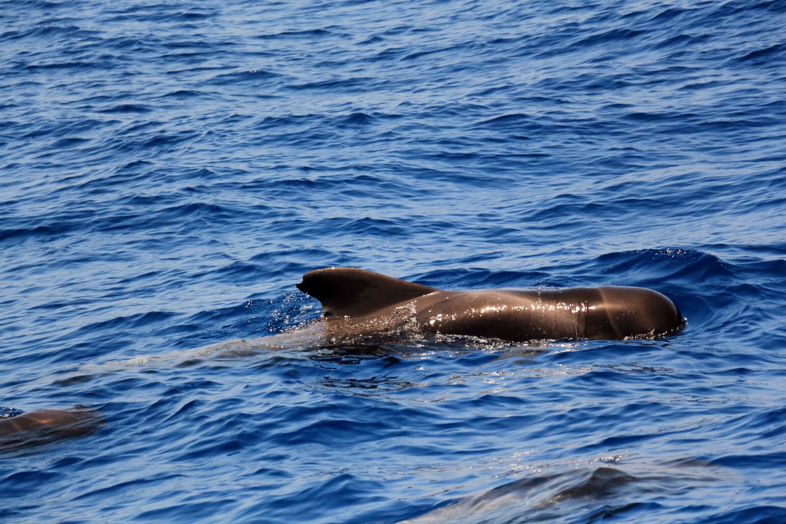Canon EOS 650D (EOS Rebel T4i / EOS Kiss X6i) sample photo. Tenerife, whales, marine mammals photography