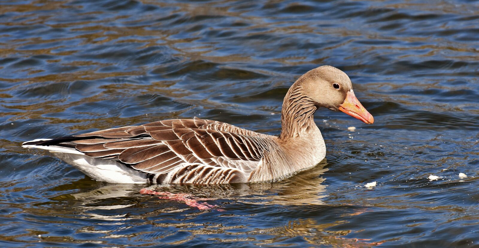 Nikon D7200 sample photo. Goose, water bird, water photography