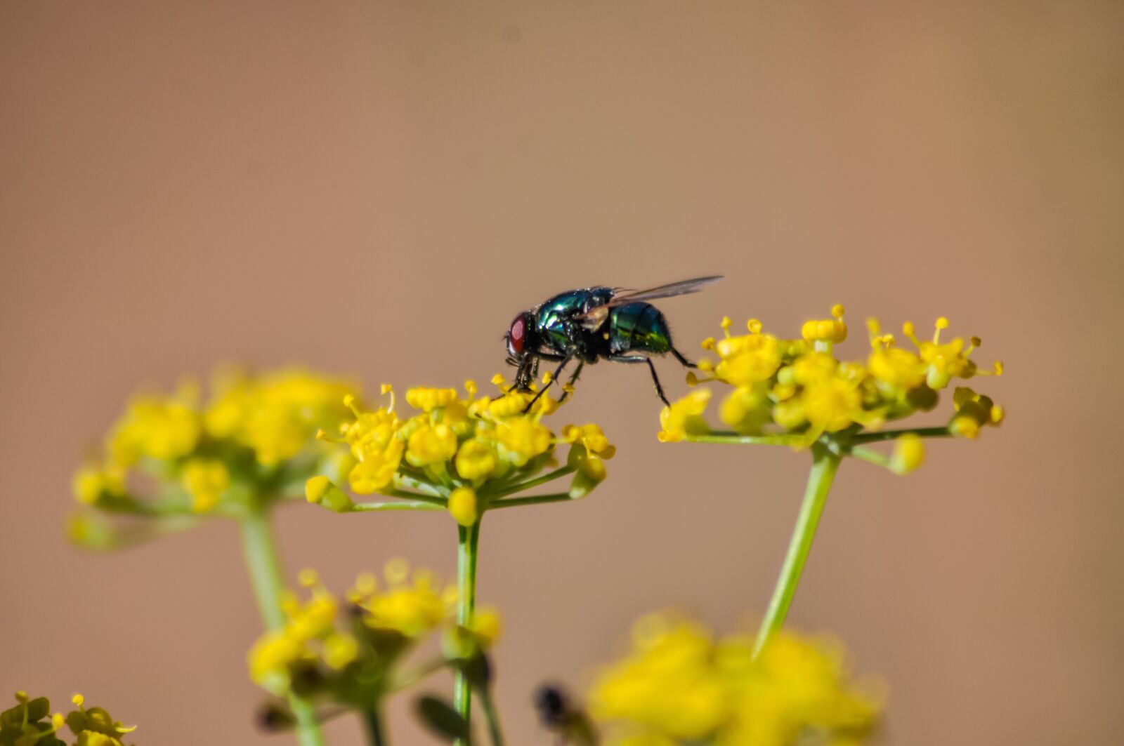 Nikon D90 sample photo. Fly, greenbottle, insect photography
