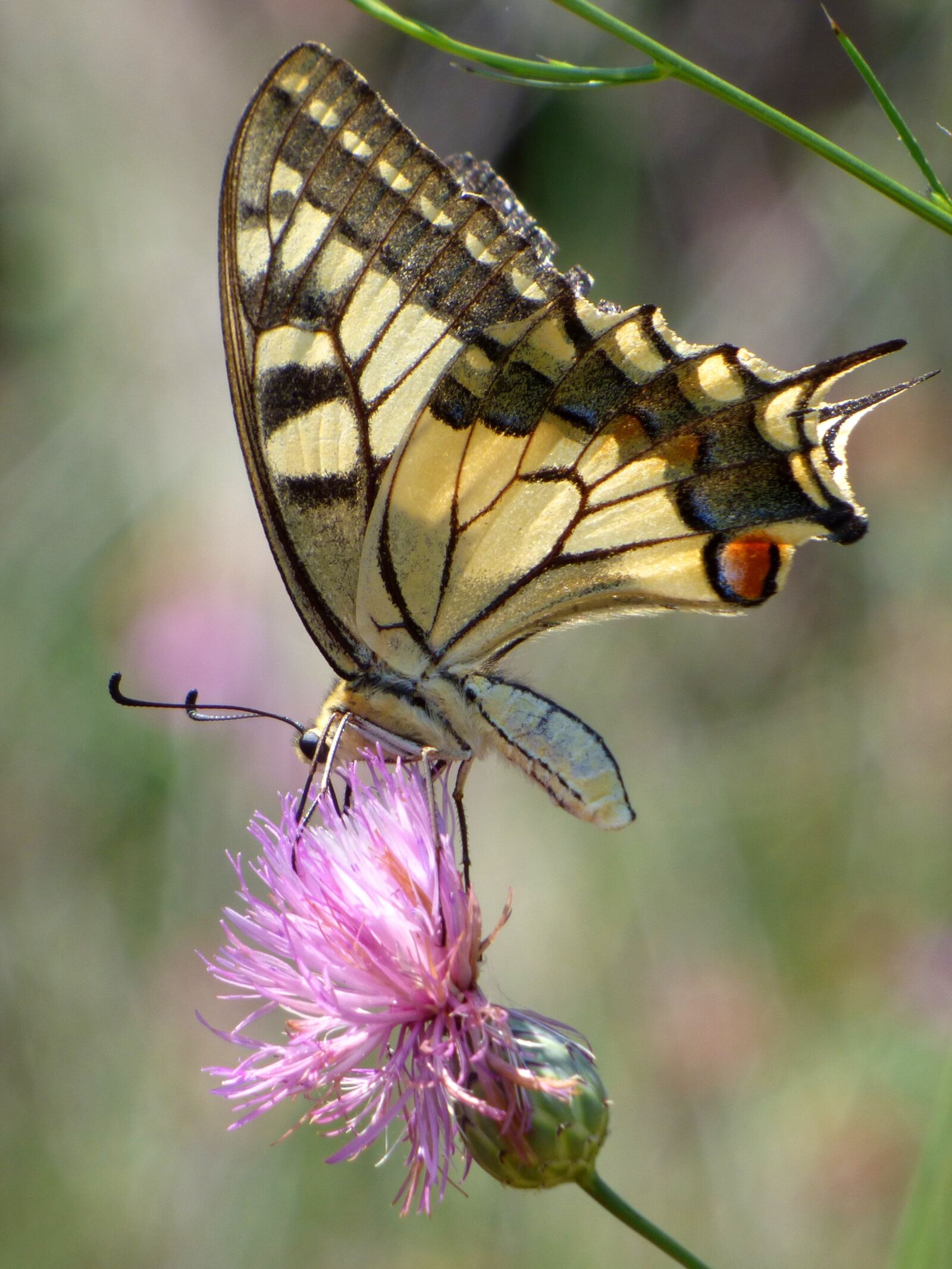 Panasonic Lumix DMC-FZ70 sample photo. Machaon, papilio machaon, butterfly photography