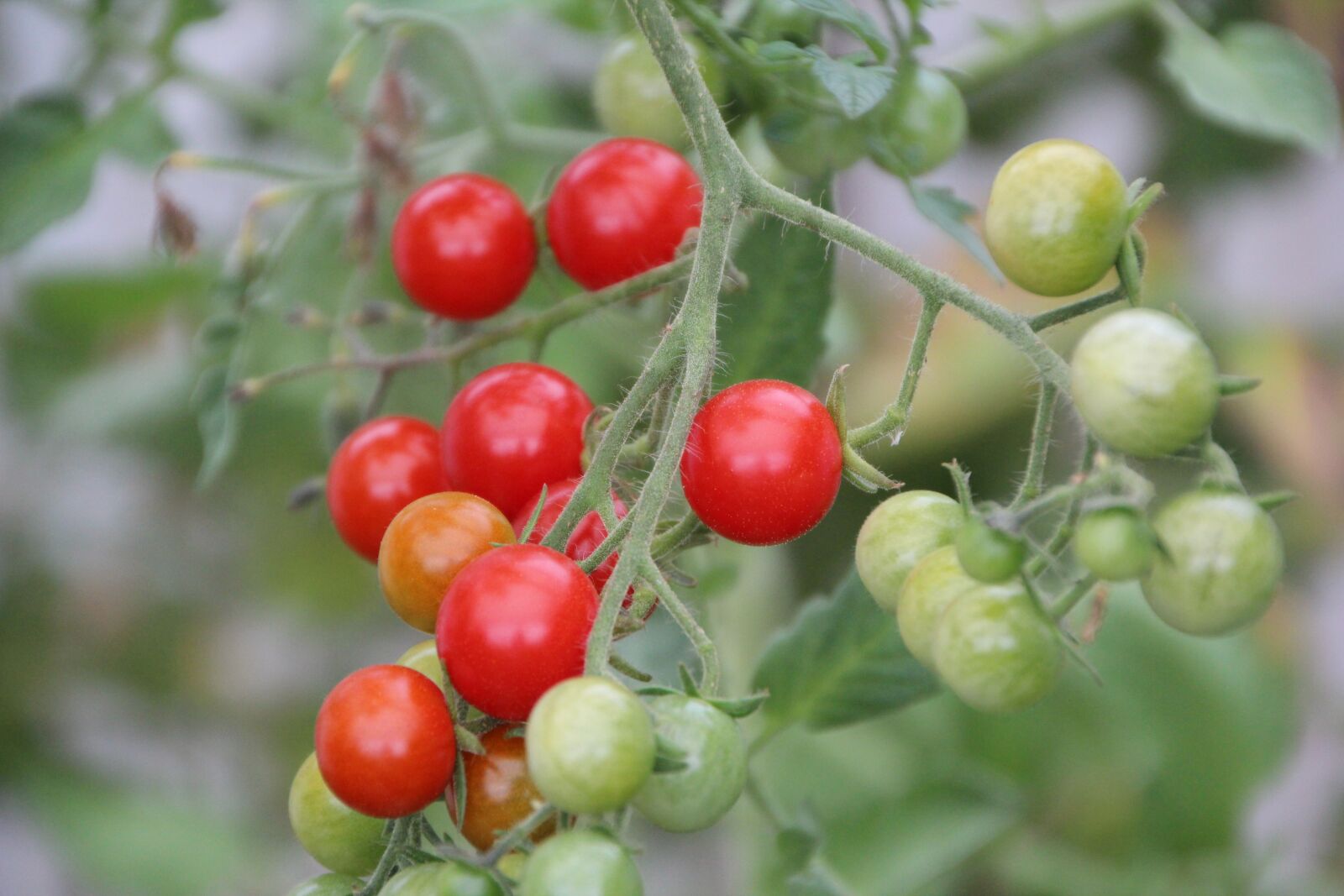 Canon EOS 600D (Rebel EOS T3i / EOS Kiss X5) sample photo. Tomatoes, cherry tomatoes, tomato photography