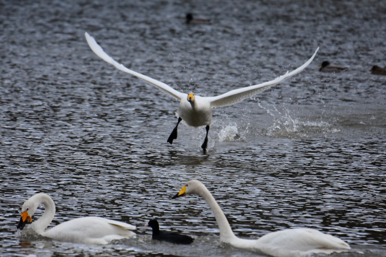 Nikon D7200 sample photo. Animal, lake, waterside photography