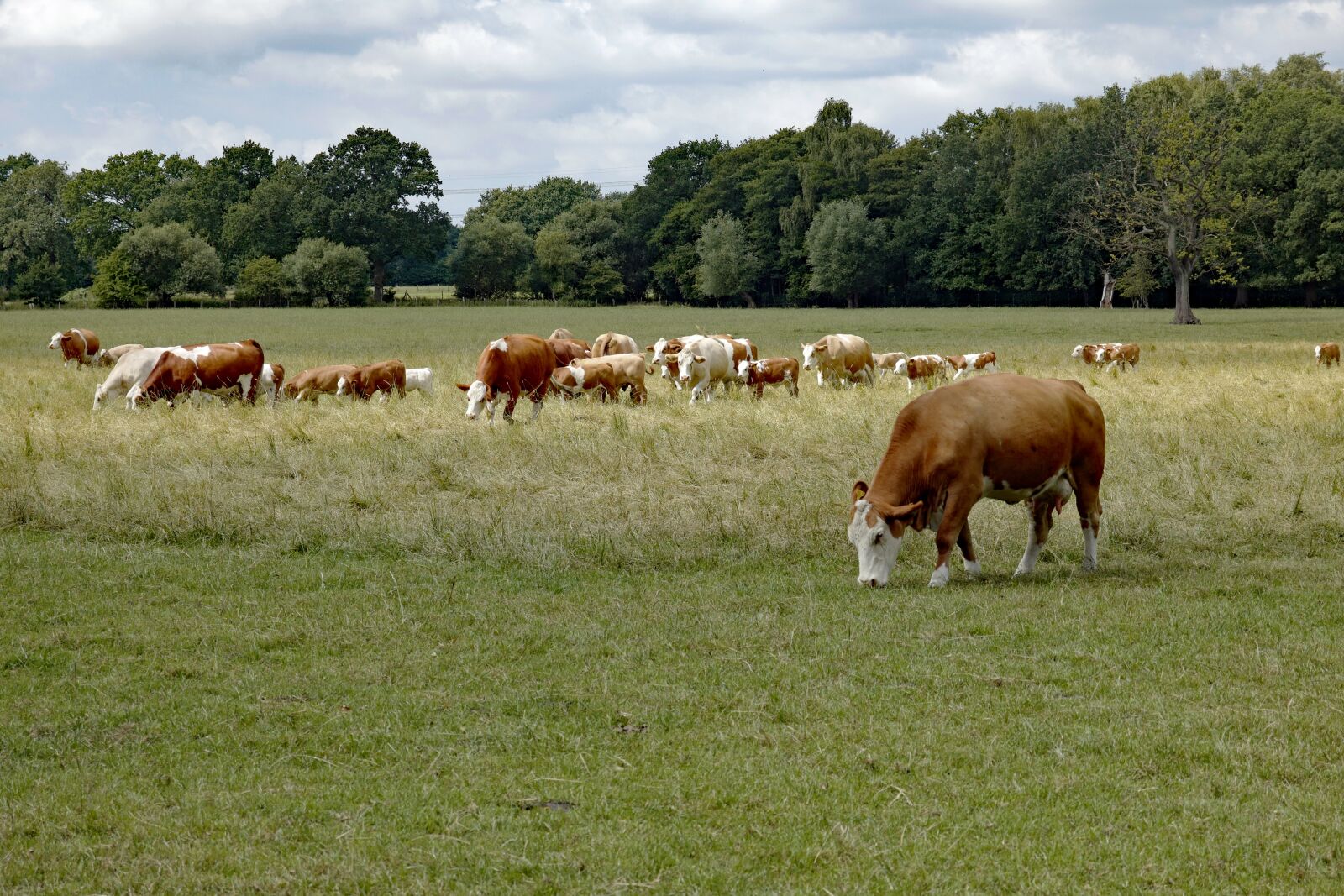 Vario-Elmar TL 1:3.5-5.6 / 18-56 ASPH. sample photo. Cow, cows, cow herd photography