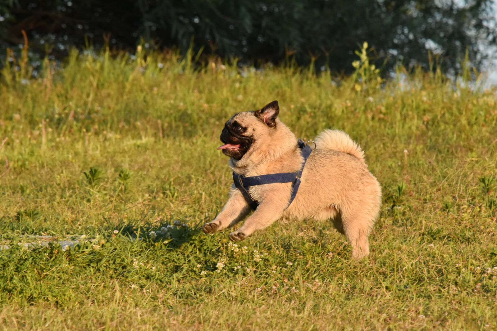 Nikon D5500 sample photo. Dog, sunshine, collar, jumping photography