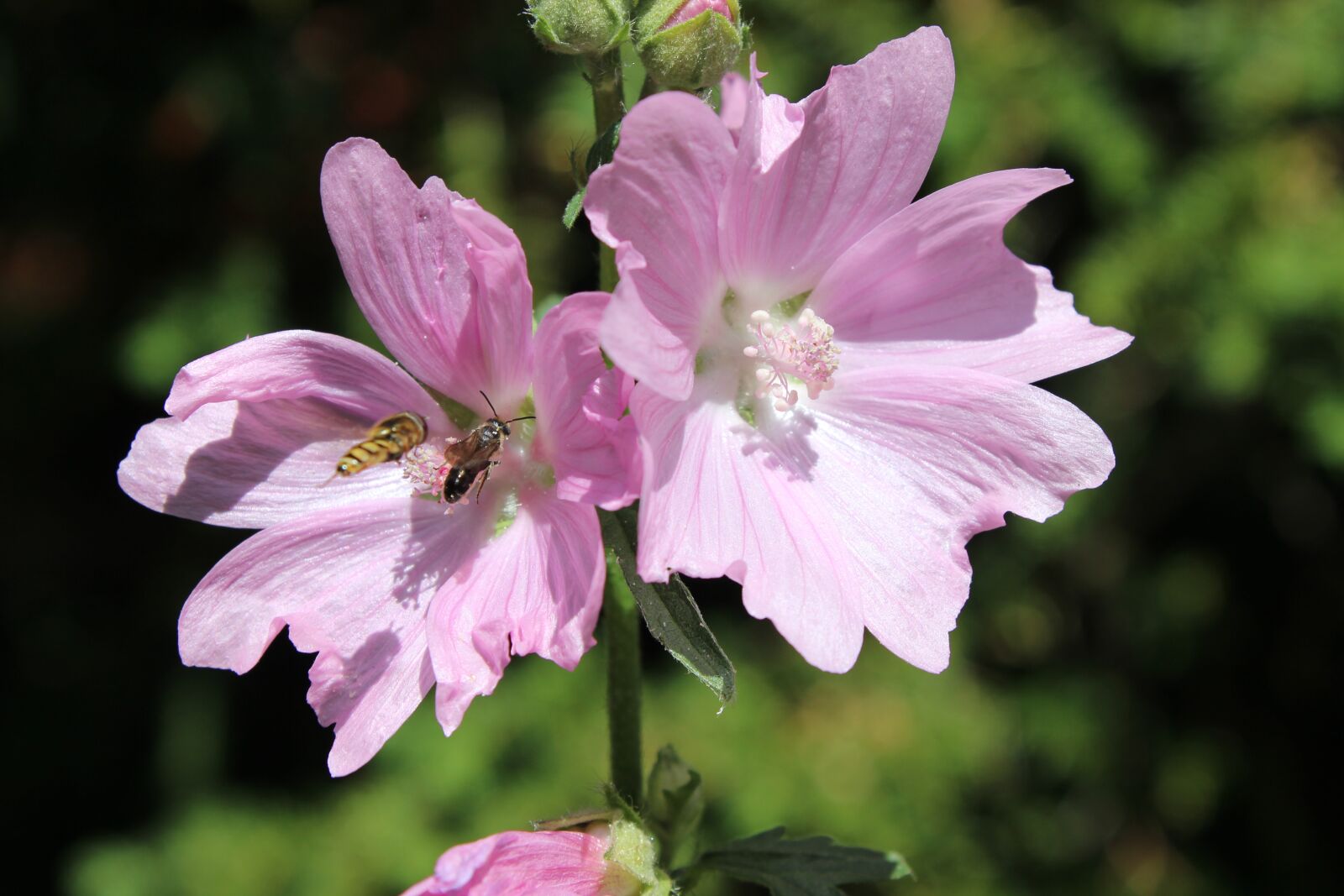 Canon EOS 600D (Rebel EOS T3i / EOS Kiss X5) sample photo. Flower, insect, close up photography