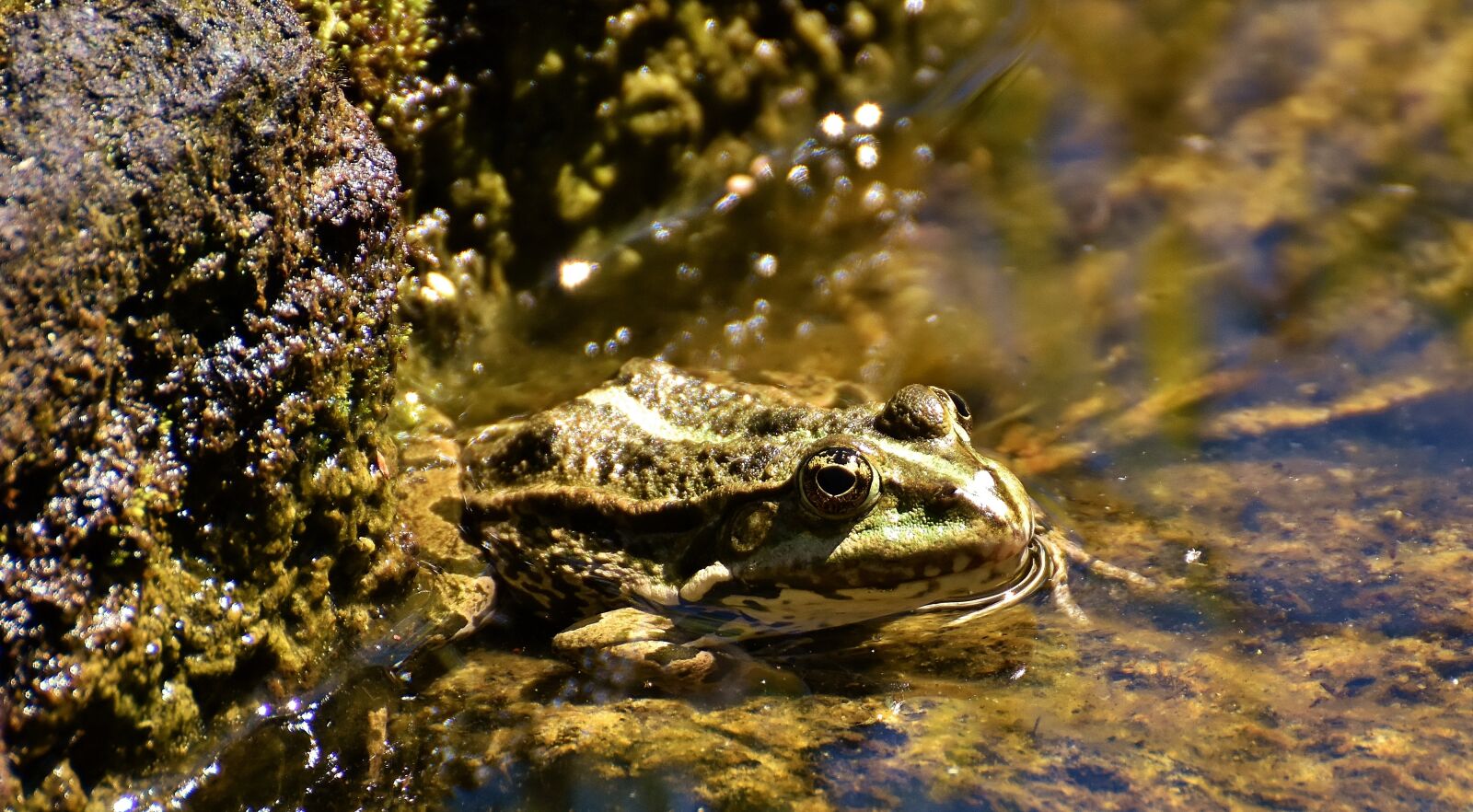 Nikon D7200 sample photo. Frog, pond, animal photography