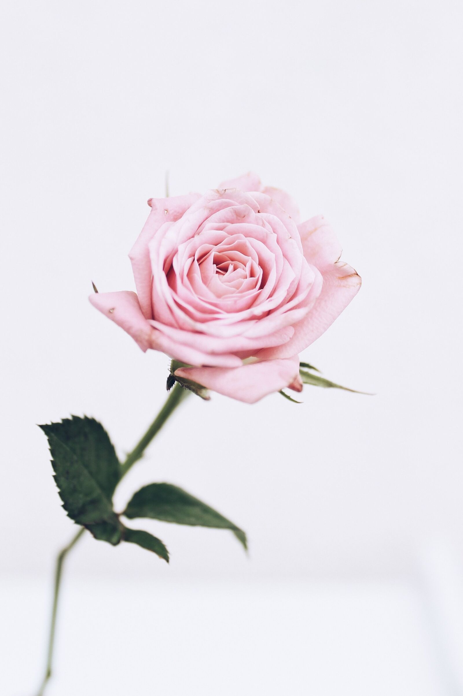 Canon EOS 1100D (EOS Rebel T3 / EOS Kiss X50) sample photo. Roses, pink, white photography