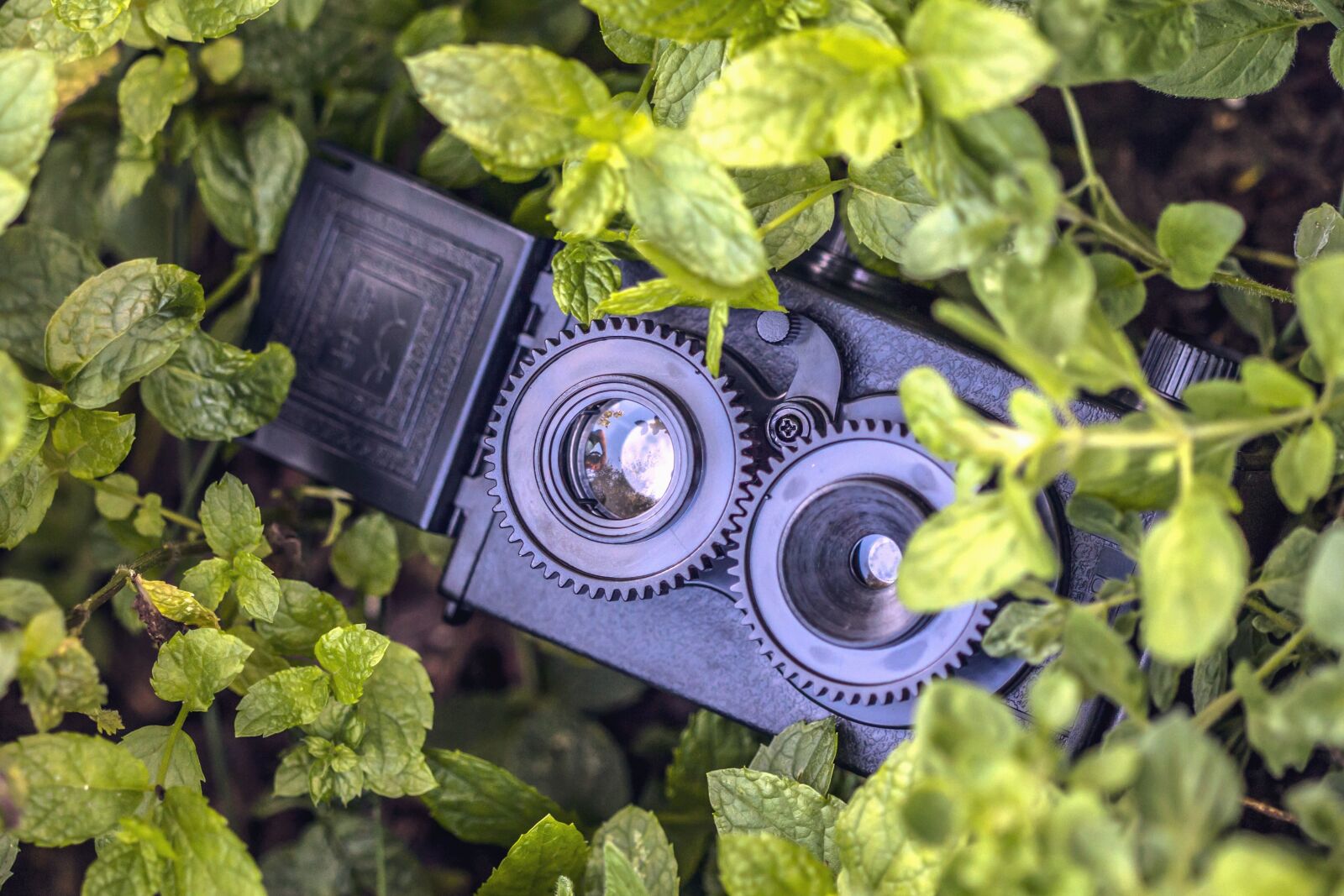 Canon EOS 60D sample photo. Camera, spy, leaf, plant photography