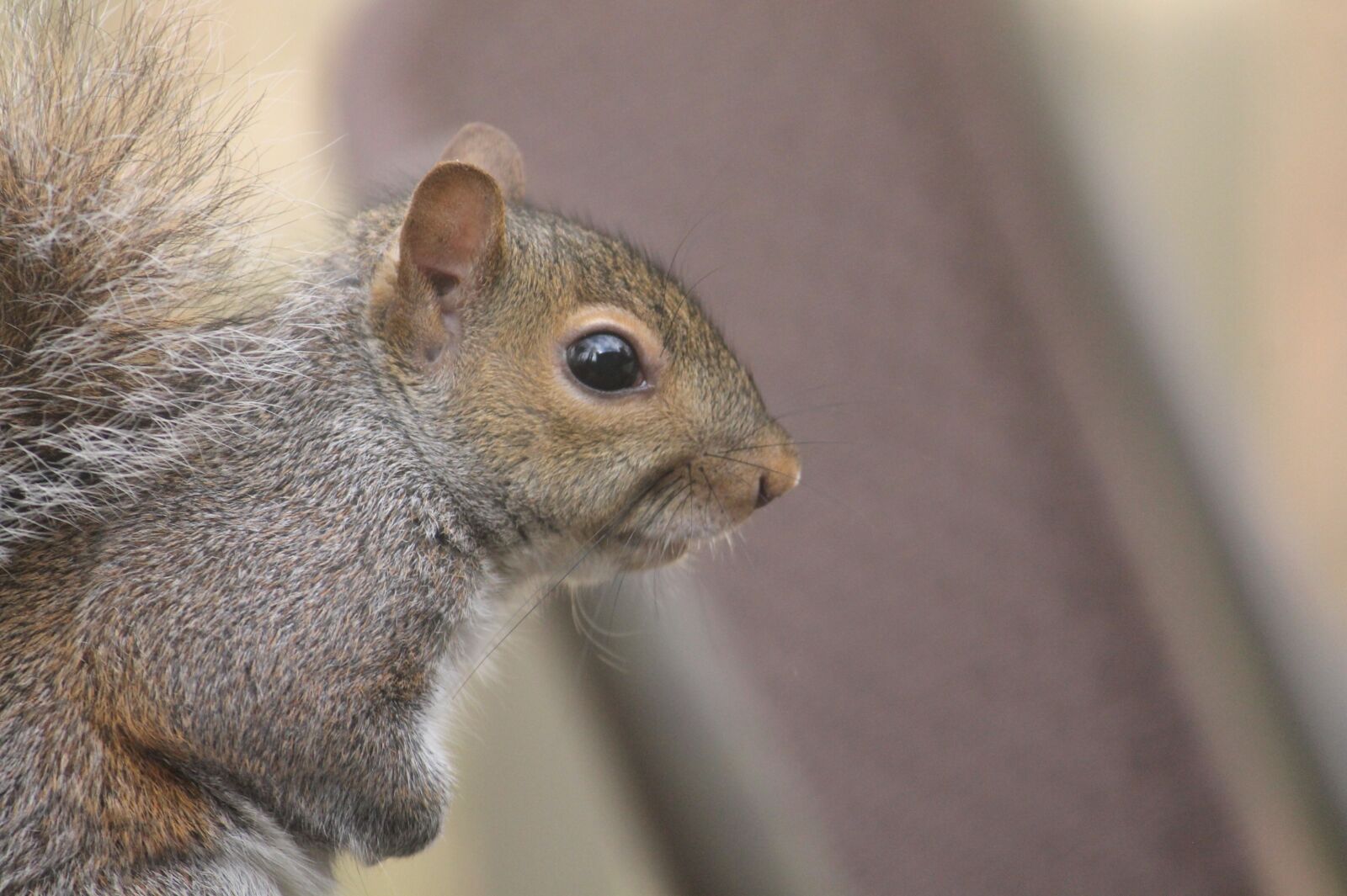 Canon EOS 1100D (EOS Rebel T3 / EOS Kiss X50) sample photo. Cute, mammal, little photography