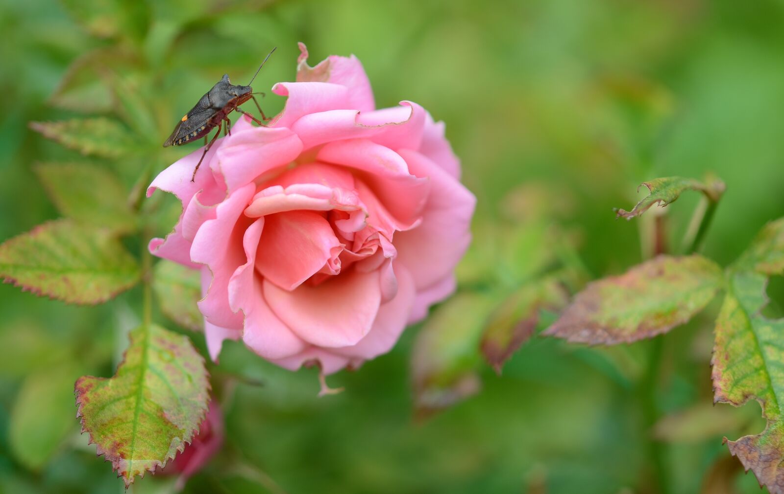 Nikon D7000 sample photo. Rose, flower, natur photography