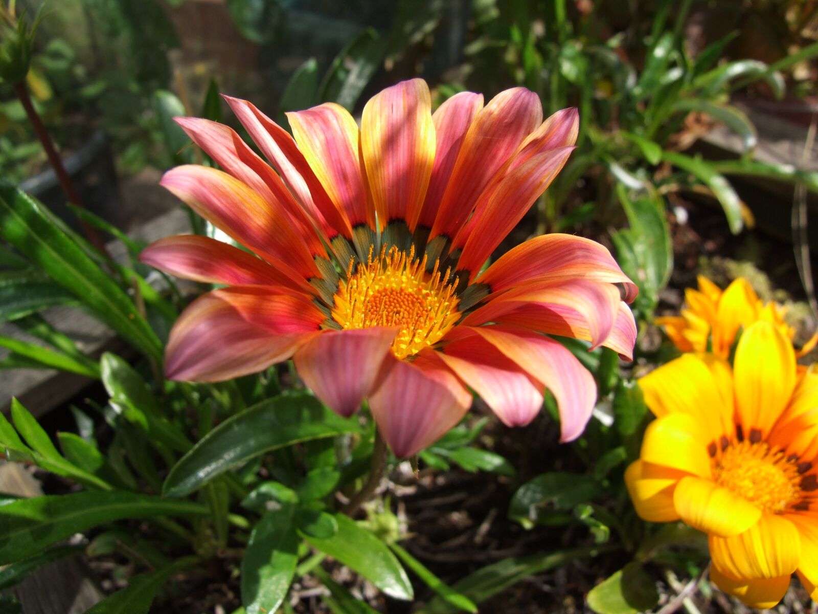 Fujifilm FinePix S9600 sample photo. Flower, floral, garden photography