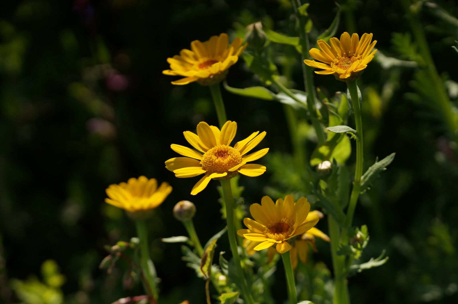 Sony SLT-A57 + 105mm F2.8 sample photo. Yellow flower, meadow, pointed photography