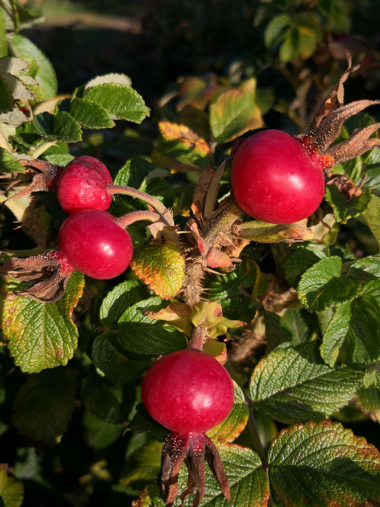 HUAWEI Mate 10 Pro sample photo. Autumn, nature, decoration photography