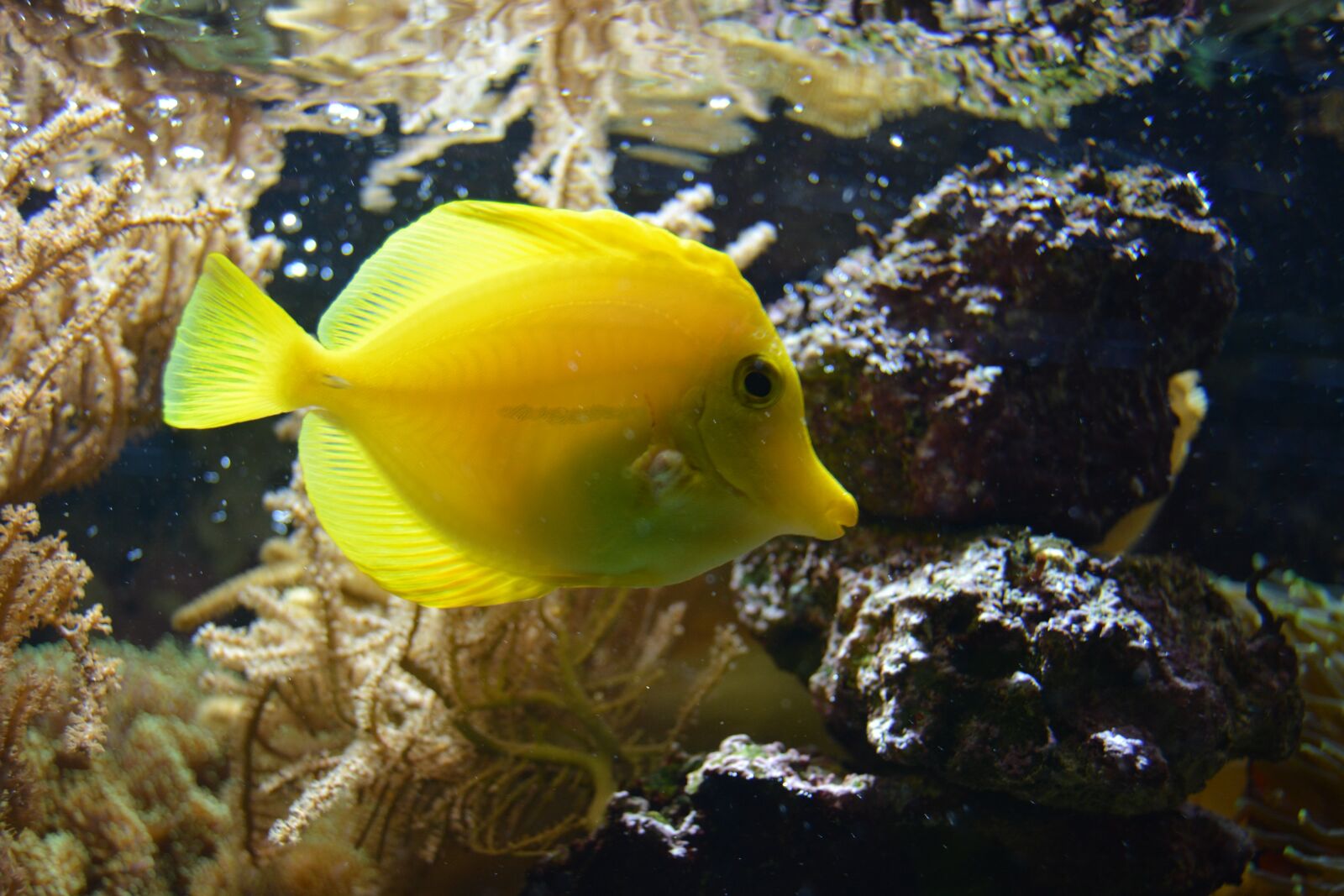 Nikon D5200 sample photo. Fish, yellow, underwater photography