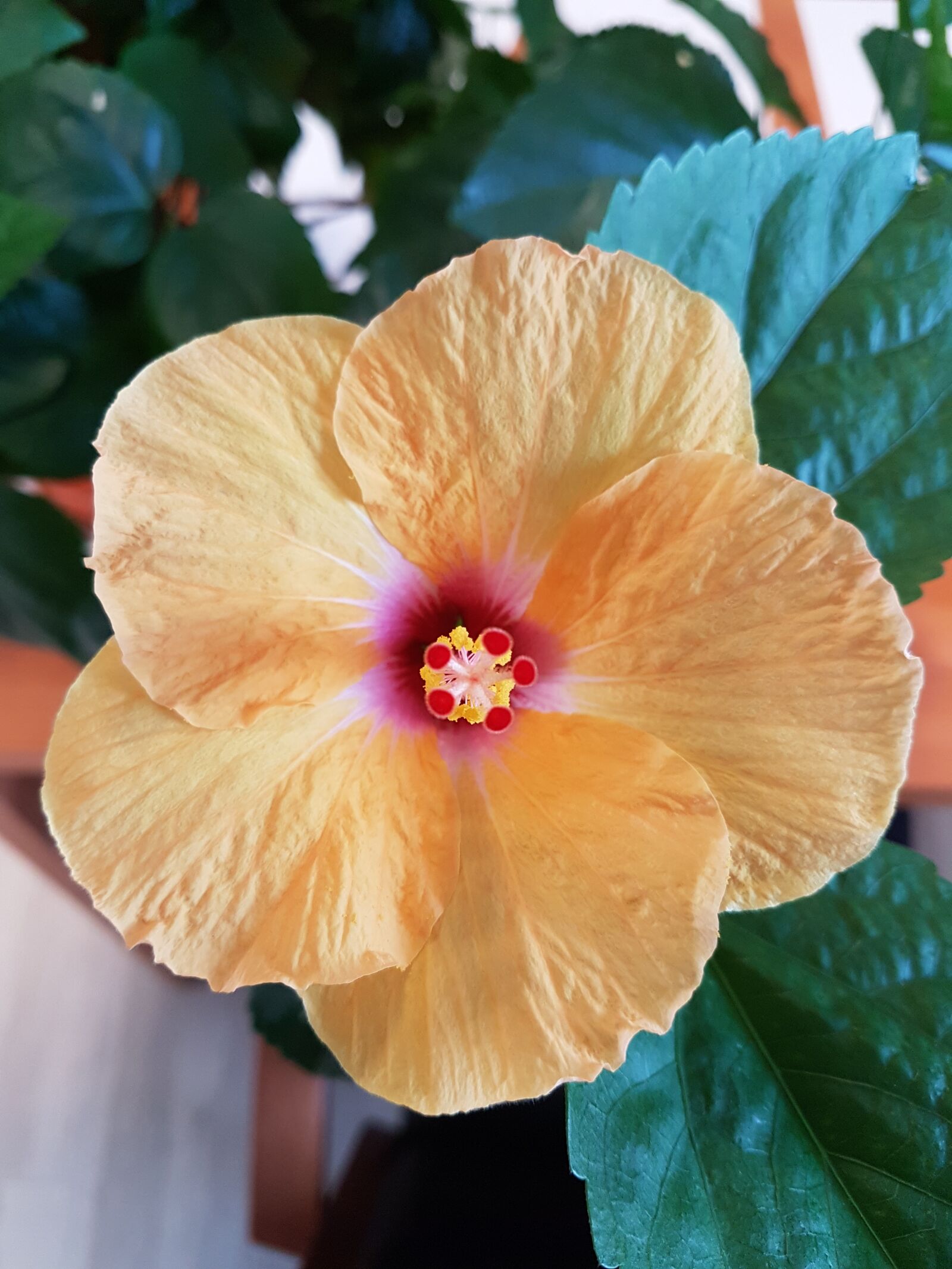 Samsung Galaxy S7 Edge sample photo. Hibiscus flower, close up photography