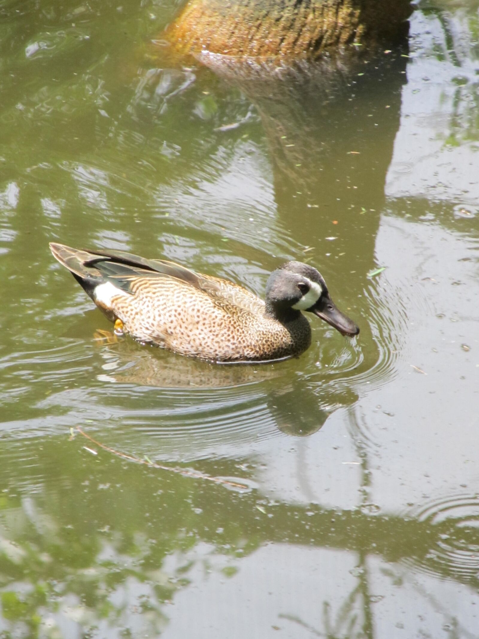 Canon PowerShot SX130 IS sample photo. Duck, bird, plumage photography