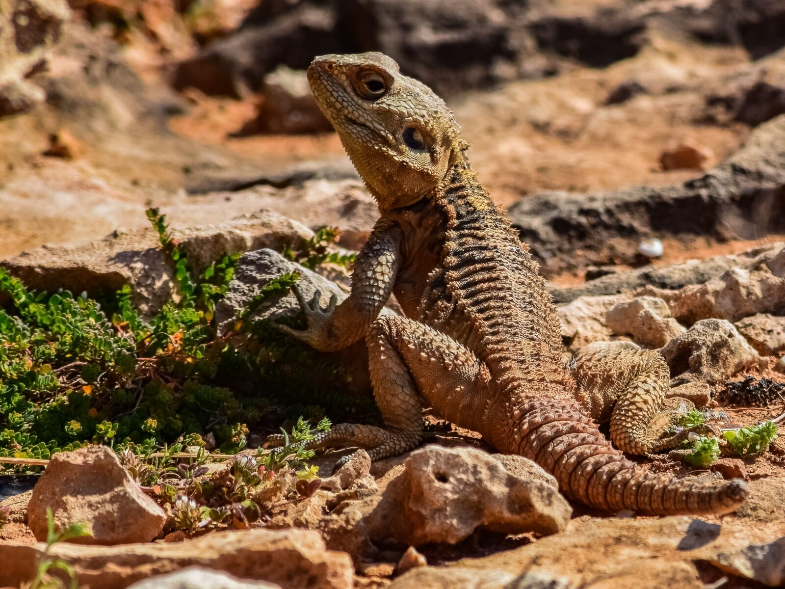 Nikon D3300 sample photo. Reptile, nature, lizard photography