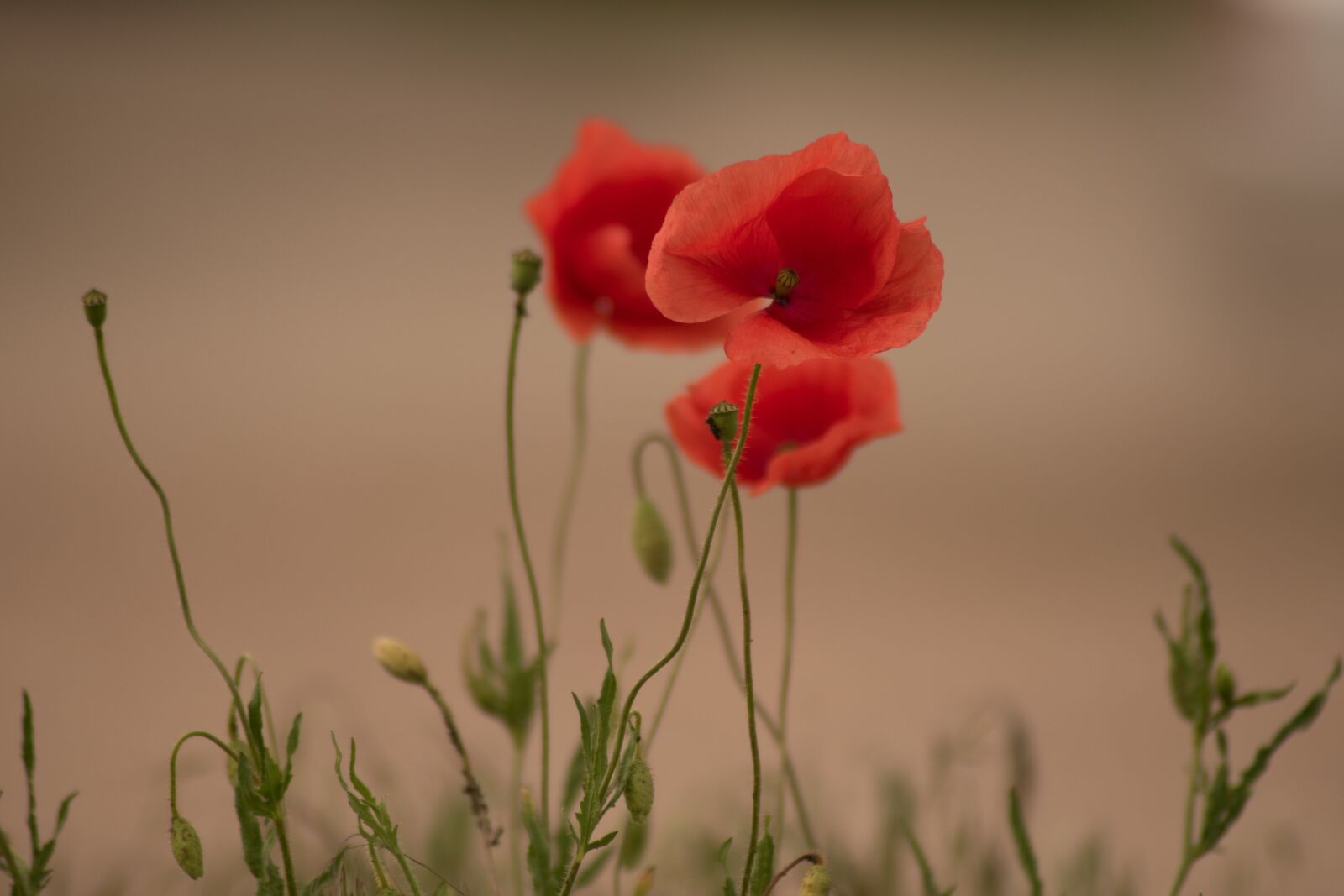 Nikon D5600 sample photo. Poppy, flower, nature photography