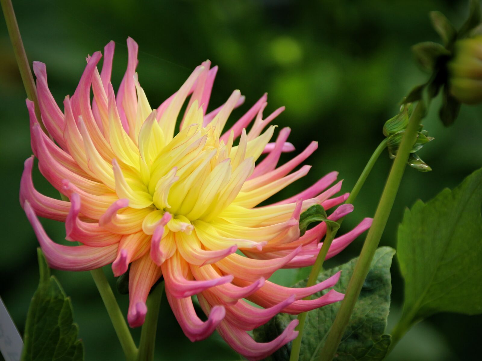 Canon EOS 700D (EOS Rebel T5i / EOS Kiss X7i) sample photo. Plant, flower, nature photography